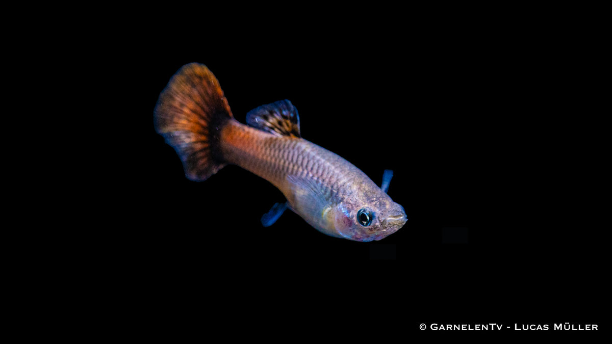 Schwarmfisch Guppy für Aquarien