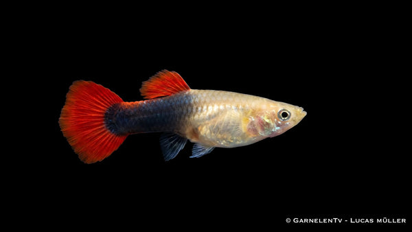 Guppy weiblich red blond tuxedo - Poecilia reticulata