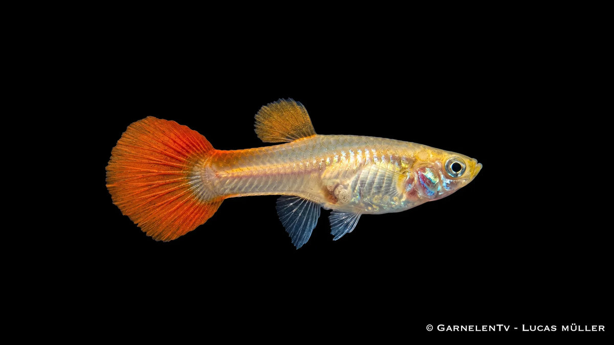 Weiblicher Red Gold Tuxedo Guppy Poecilia reticulata mit rot goldener Flossenfärbung, kräftiger Körperform und dunklem Tuxedo Muster im Aquarium