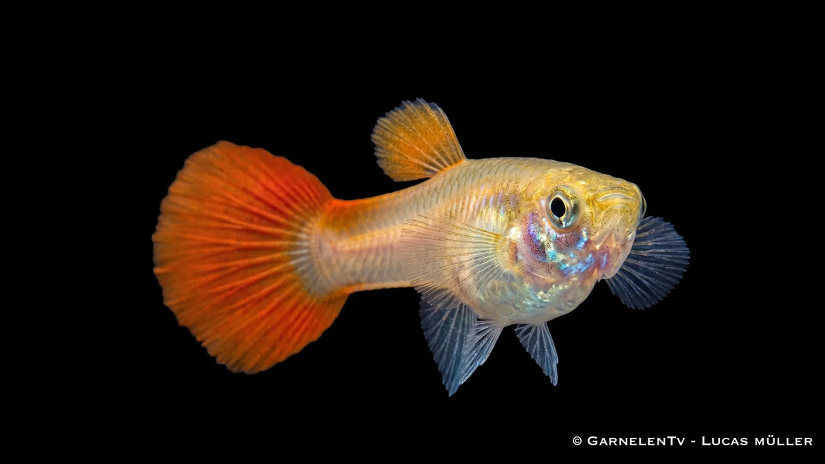 Poecilia reticulata Red Gold Tuxedo als weiblicher Guppy mit heller Grundfarbe, warmen Farbakzenten und lebhaftem Verhalten im Süßwasseraquarium