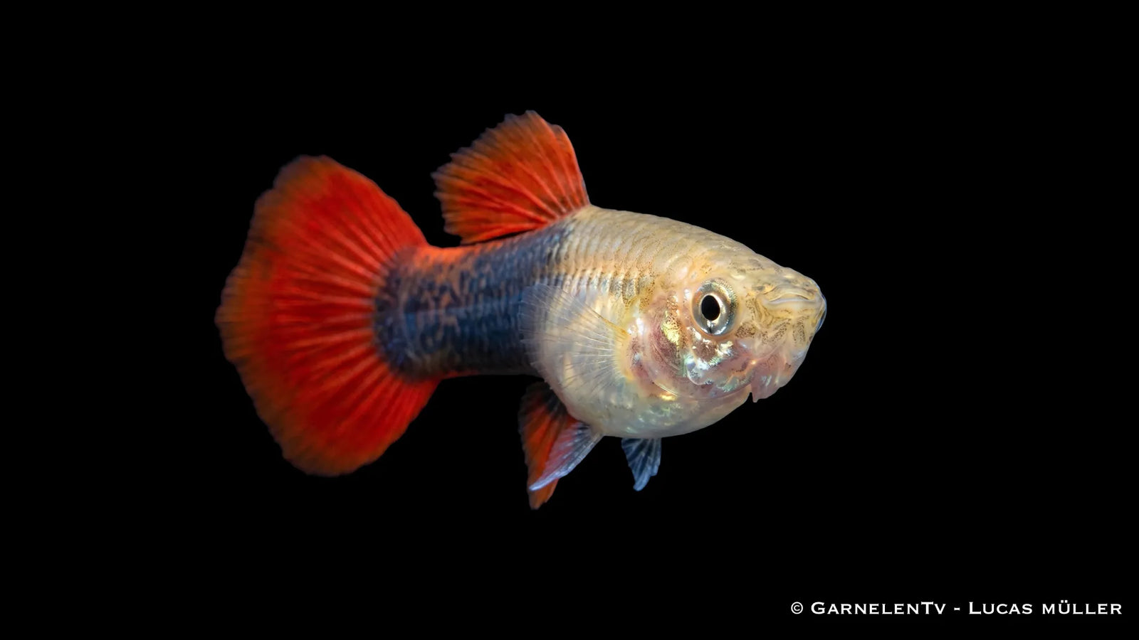 Weiblicher Red Blond Tuxedo Guppy Poecilia reticulata mit heller Körperfarbe, roter Flossenzeichnung und dunklem Tuxedo Muster im Aquarium