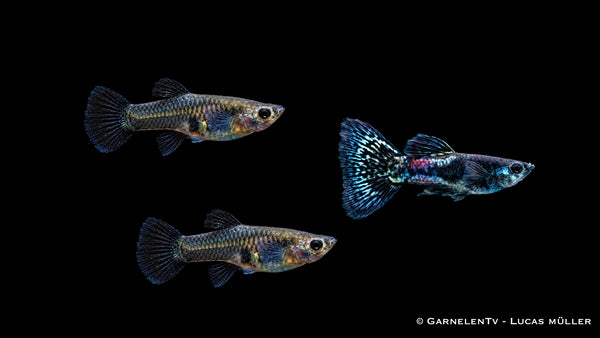 Guppy Black Metal Lace Trio - 1 Männchen + 2 Weibchen - Poecilia reticulata