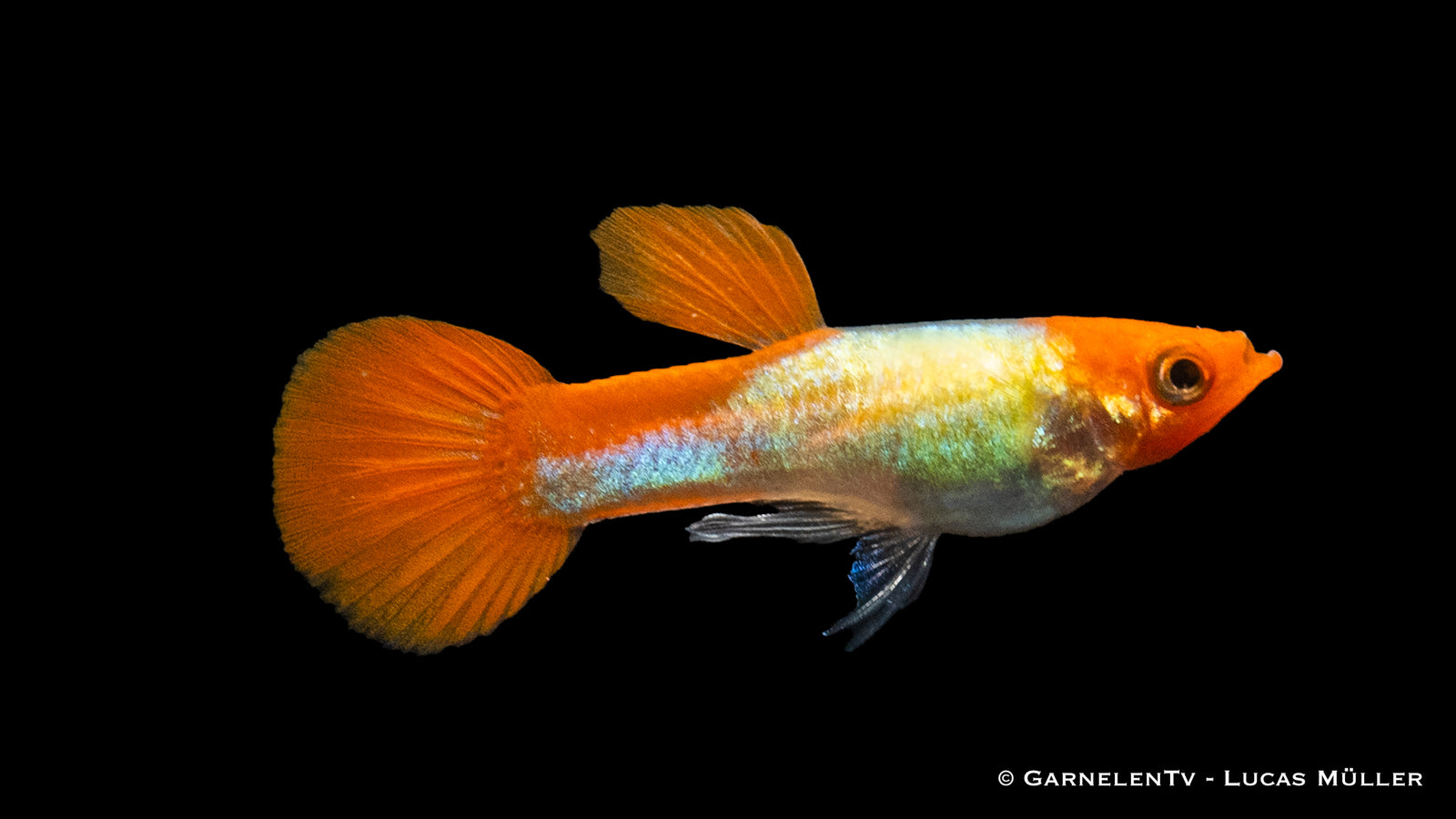 Guppy Männlich Koi Kohaku Metallic im Aquarium