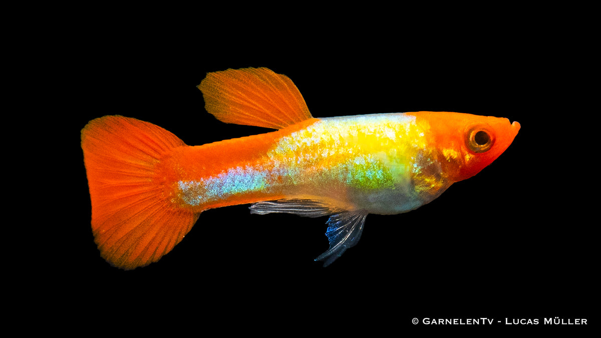 Poecilia reticulata Koi Kohaku Metallic Nahaufnahme