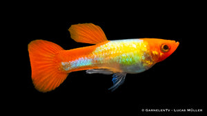 Poecilia reticulata Koi Kohaku Metallic Nahaufnahme