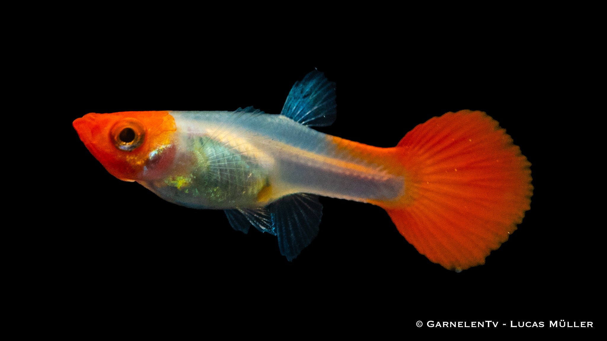 Guppy weiblich Koi Kohaku - Poecilia reticulata