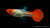 Guppy weiblich Koi Kohaku Poecilia reticulata