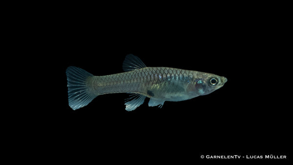 Endlers Guppy weiblich "Santa Maria" - Poecilia wingei