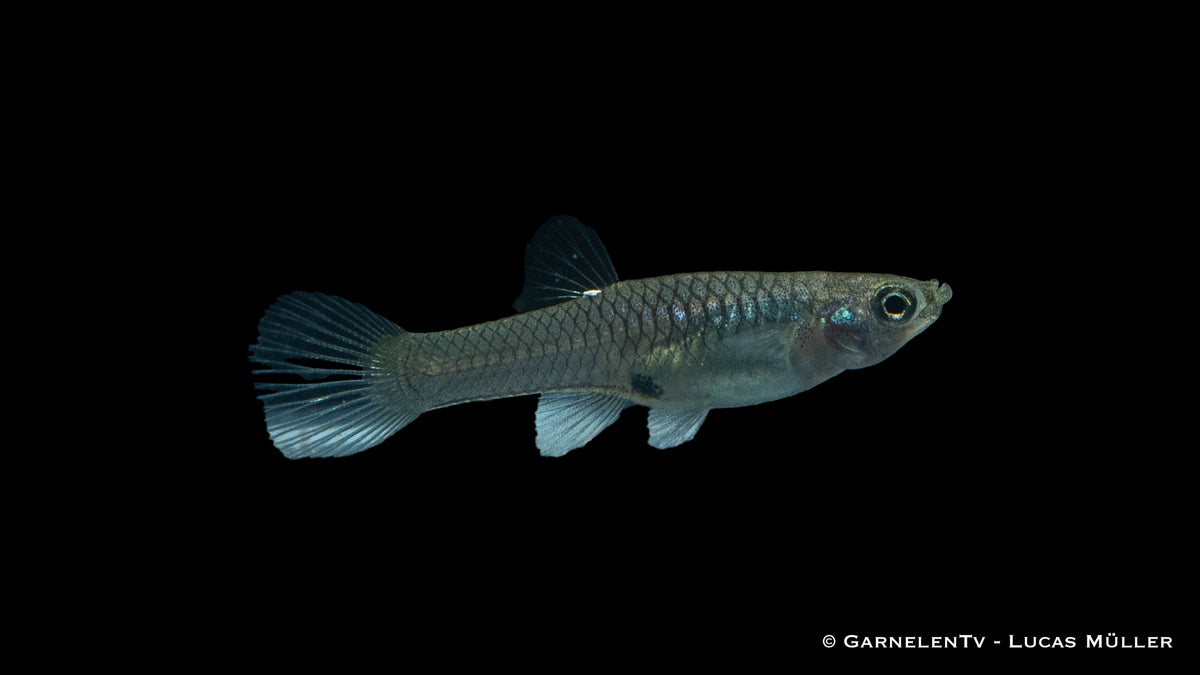 Weiblicher Endlers Guppy Santa Maria – friedlicher Schwarmfisch