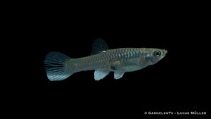 Weiblicher Endlers Guppy Santa Maria – friedlicher Schwarmfisch