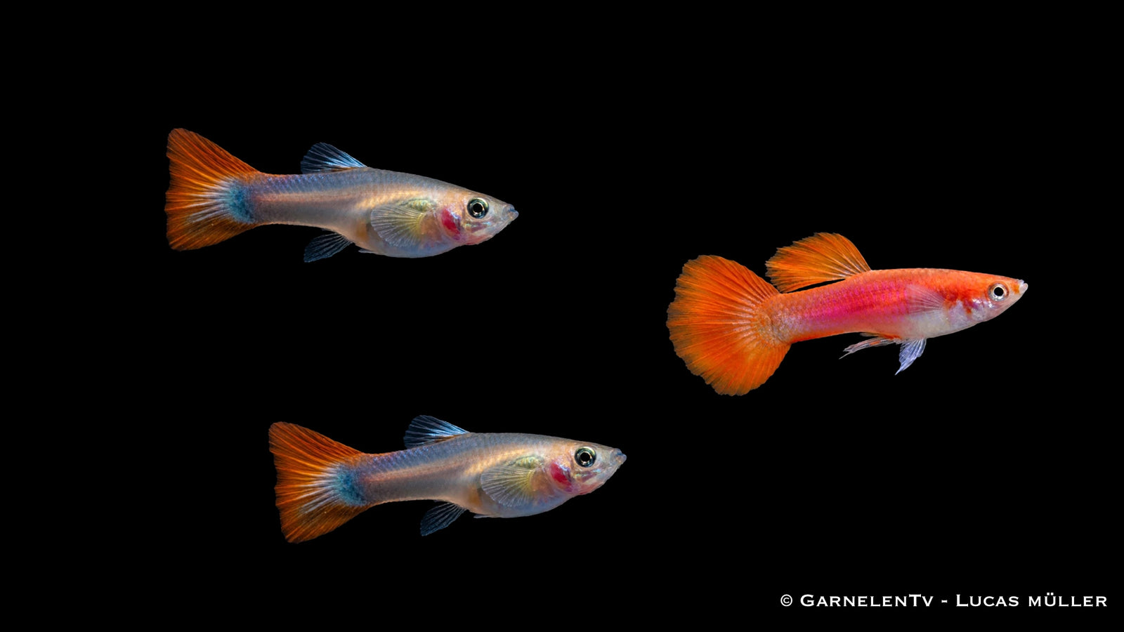 Guppy Flame Trio - 1 Männchen + 2 Weibchen - Poecilia reticulata