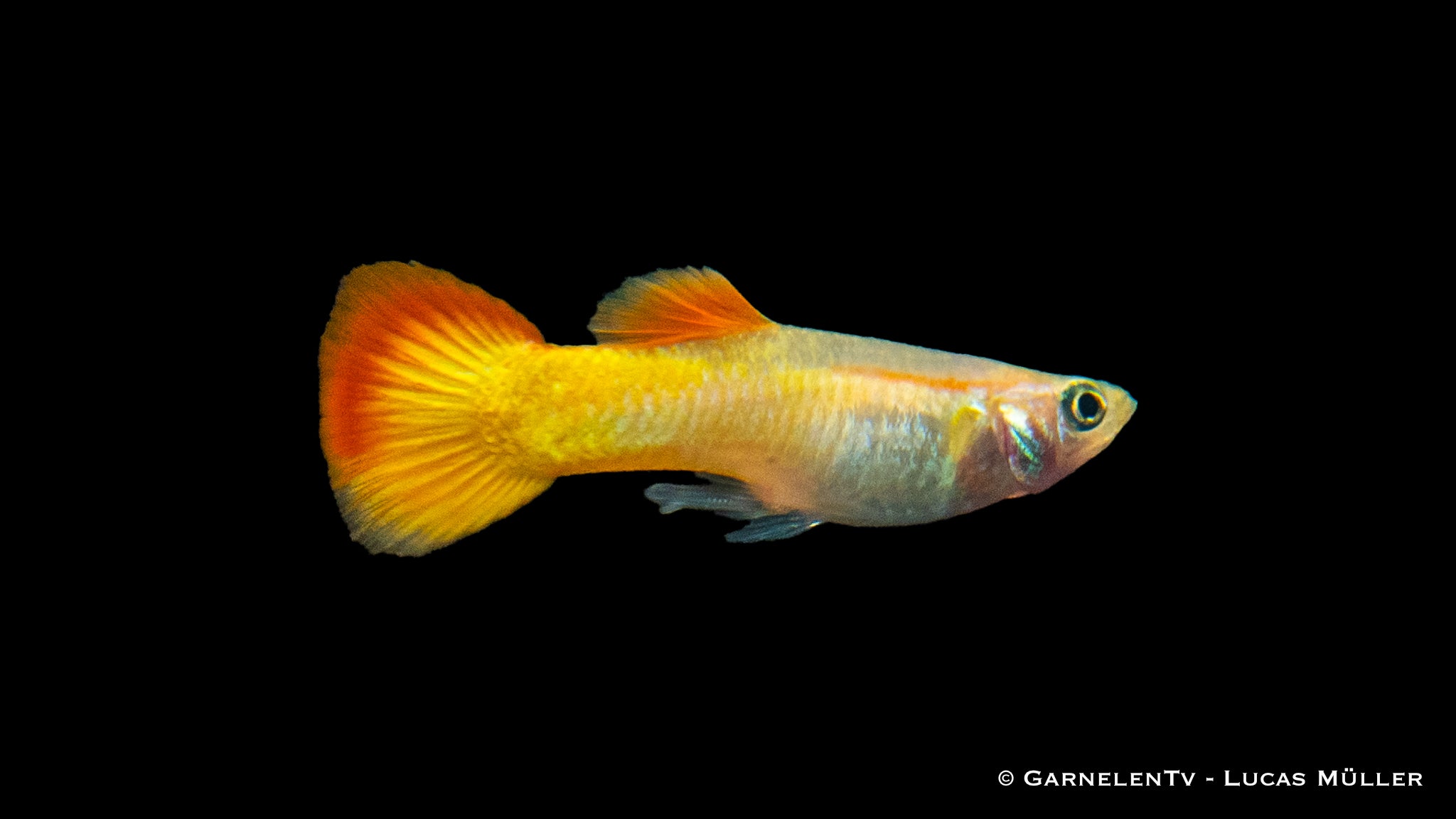 Guppy Männchen Flame - Poecilia reticulata