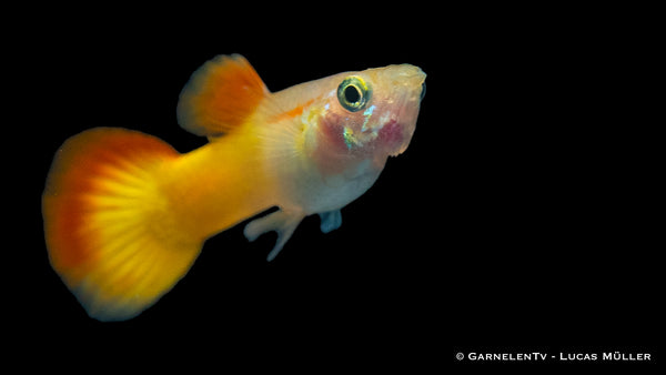 Guppy Männchen Flame - Poecilia reticulata