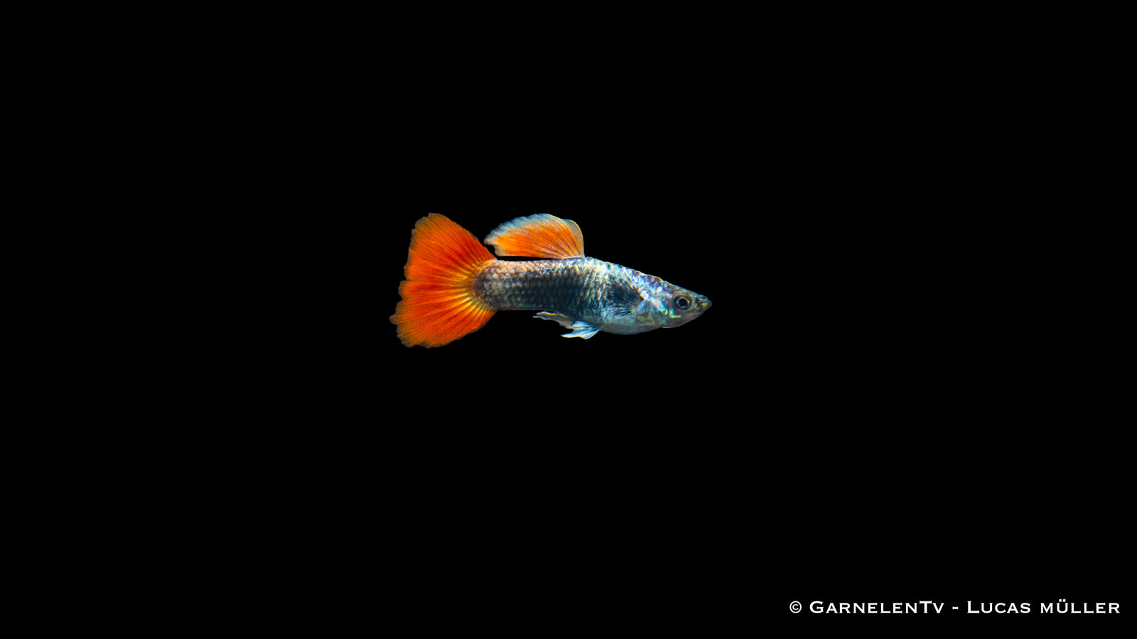 Guppy Flame Tuxedo Männchen im Aquarium