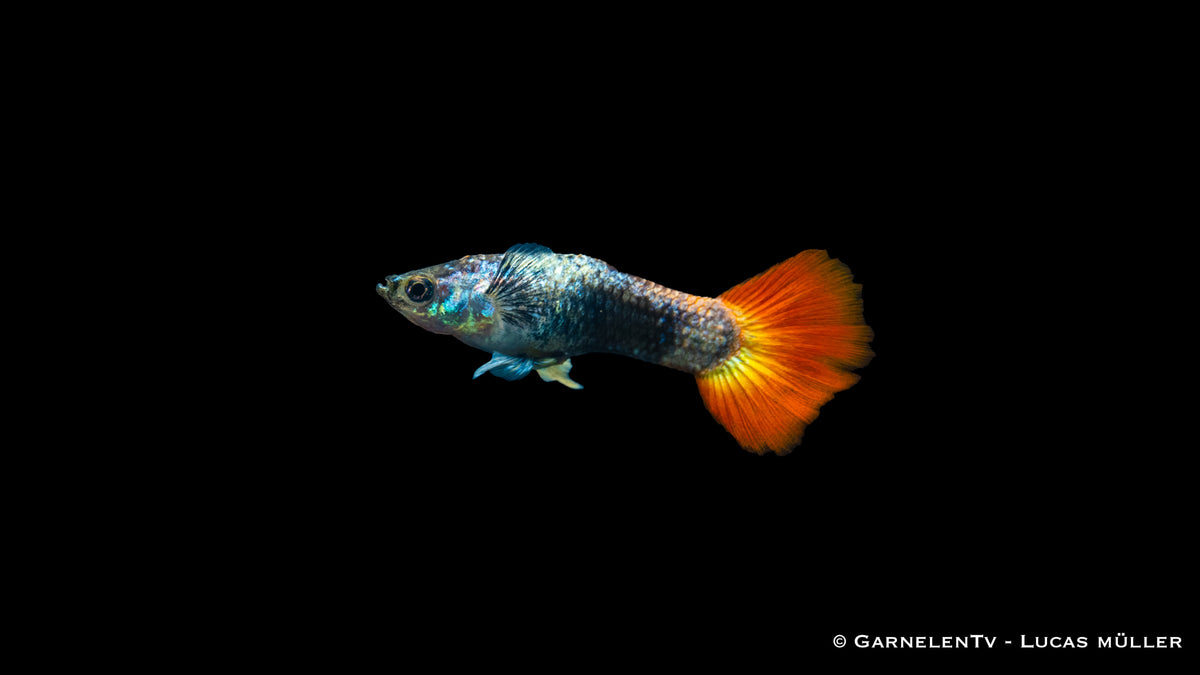 Poecilia reticulata Flame Tuxedo mit leuchtenden Farben
