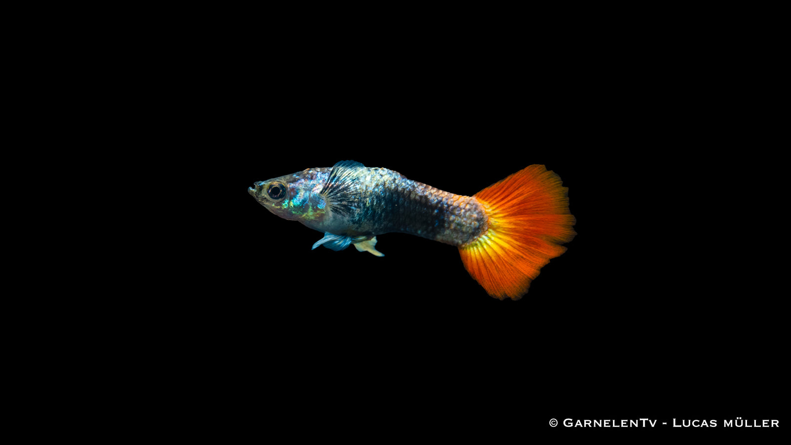 Guppy Flame Tuxedo Männchen im Aquarium