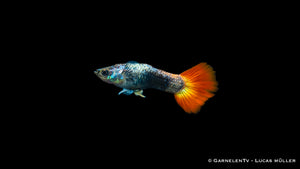 Poecilia reticulata Flame Tuxedo mit leuchtenden Farben
