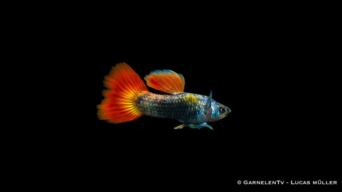 Schwarm von Guppy Flame Tuxedo im Wasser