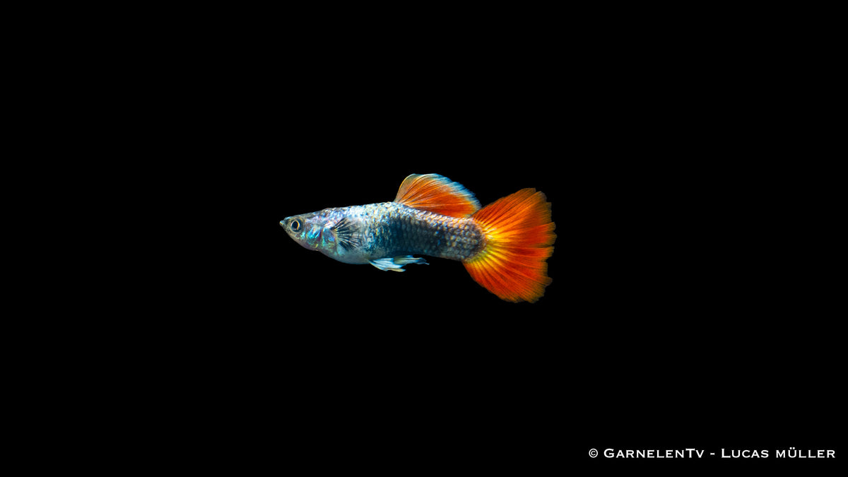 Nahaufnahme des Flame Tuxedo Guppys mit schöner Schwanzflosse
