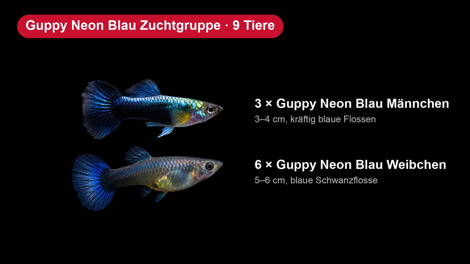 Guppy Neon Blau Zuchtgruppe - 3 Männchen + 6 Weibchen - Poecilia reticulata
