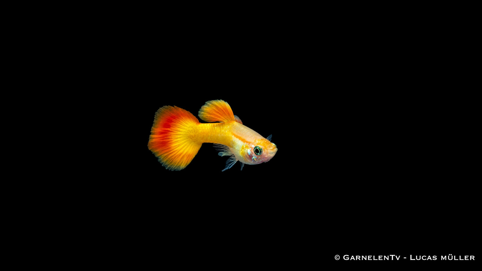 Guppy Männchen Flame - Poecilia reticulata
