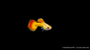 Guppy Männchen Flame - Poecilia reticulata