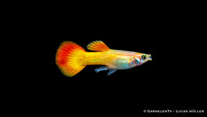 Guppy Männchen Flame - Poecilia reticulata