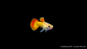 Guppy Männchen Flame - Poecilia reticulata