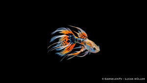 Guppy Männchen Ribbon Mix - Poecilia reticulata 1 Stk.