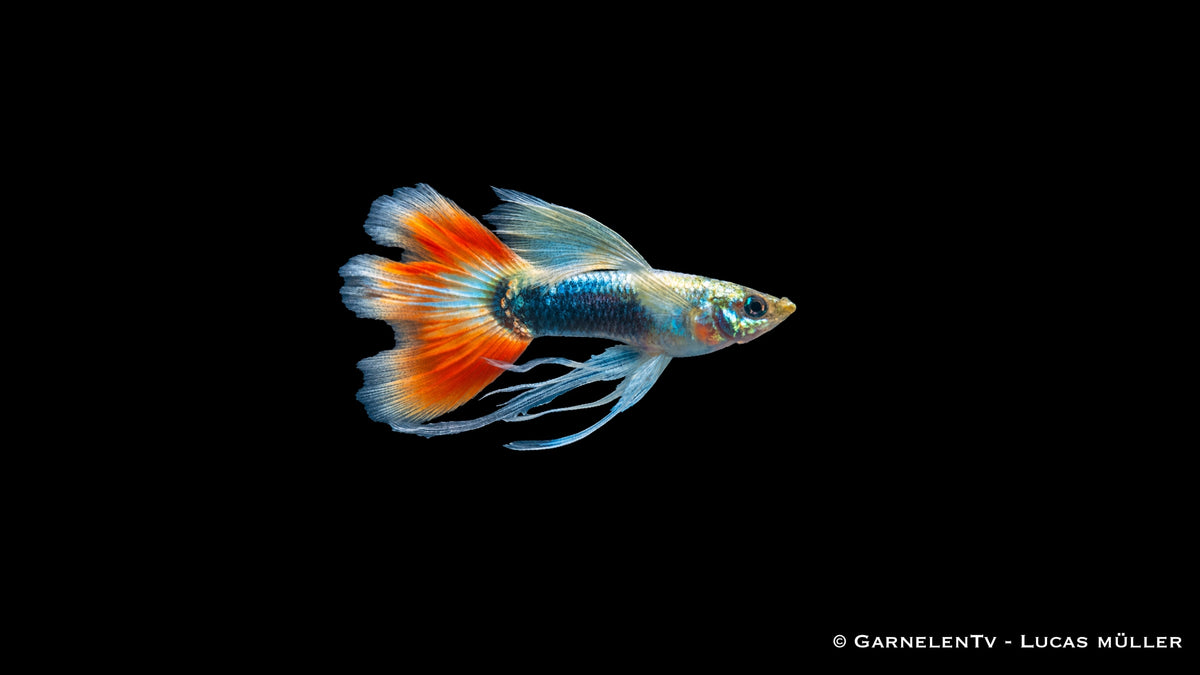 Guppy Männchen Ribbon Mix - Poecilia reticulata 1 Stk.