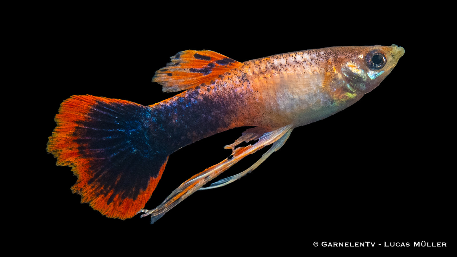 Guppy Männchen Ribbon Mix im Aquarium