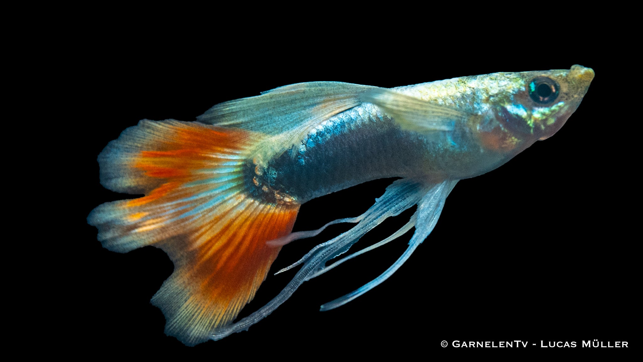 Guppy Männchen Ribbon Mix - Poecilia reticulata