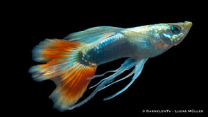 Poecilia reticulata Ribbon Mix Guppy