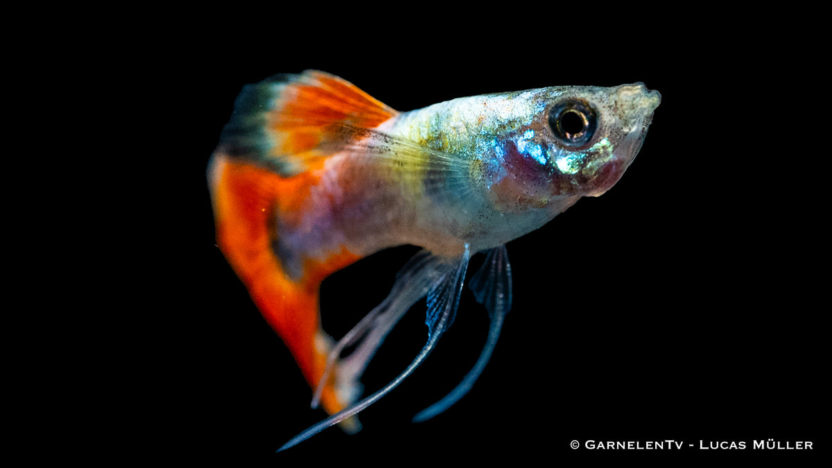 Farbiger Guppy &quot;Ribbon Mix&quot;