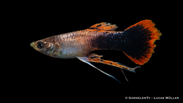 Guppy Männchen Ribbon Mix - Poecilia reticulata