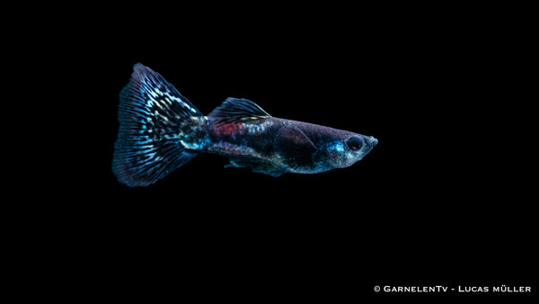 Guppy Männlich Black Metal Lace - Poecilia reticulata