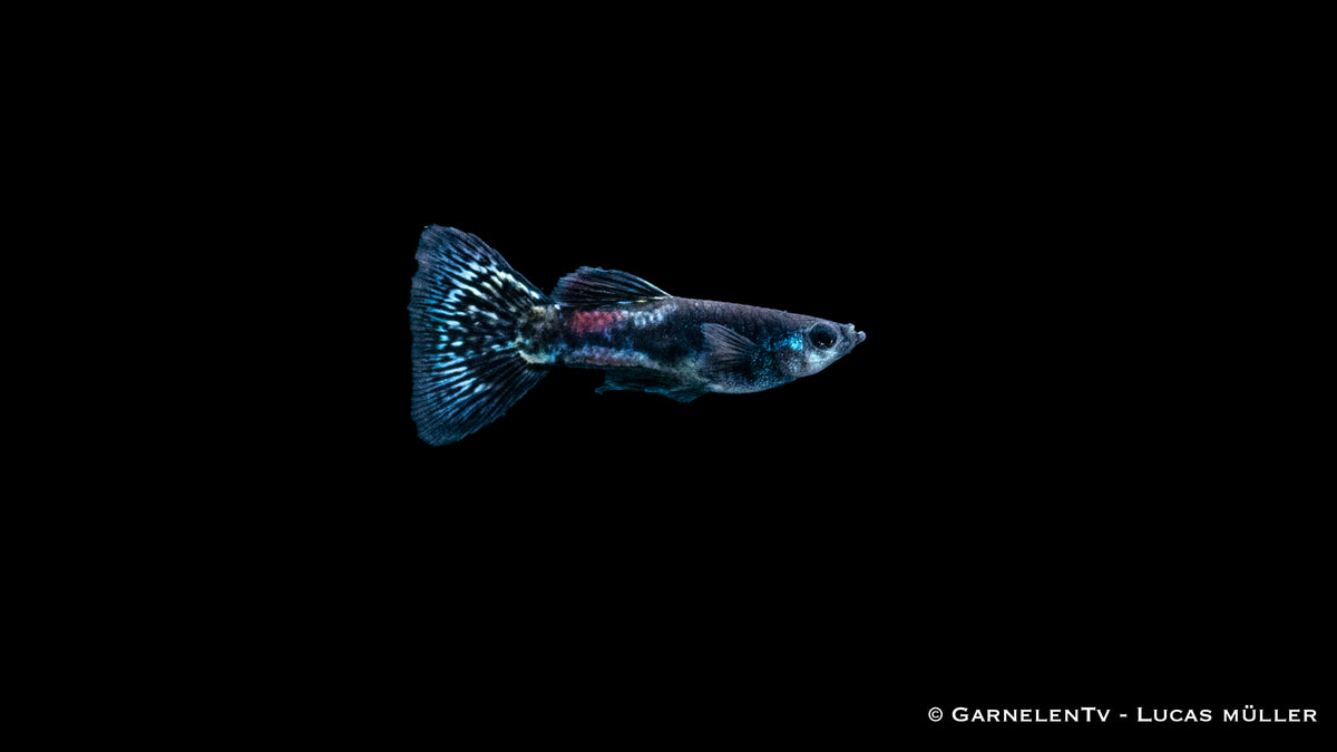 Poecilia reticulata Black Metal Lace – auffälliger Zierfisch für Aquarien
