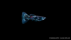Poecilia reticulata Black Metal Lace – auffälliger Zierfisch für Aquarien
