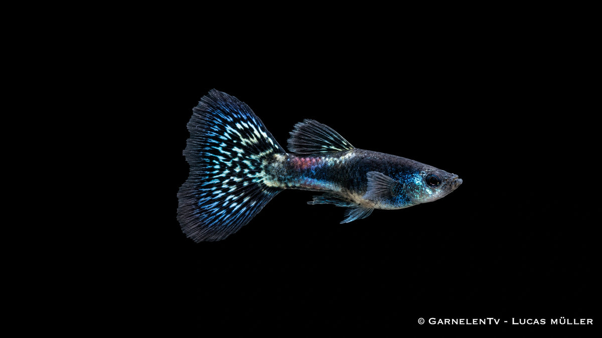 Guppy Männlich Black Metal Lace - Poecilia reticulata