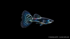 Guppy Männlich Black Metal Lace - Poecilia reticulata
