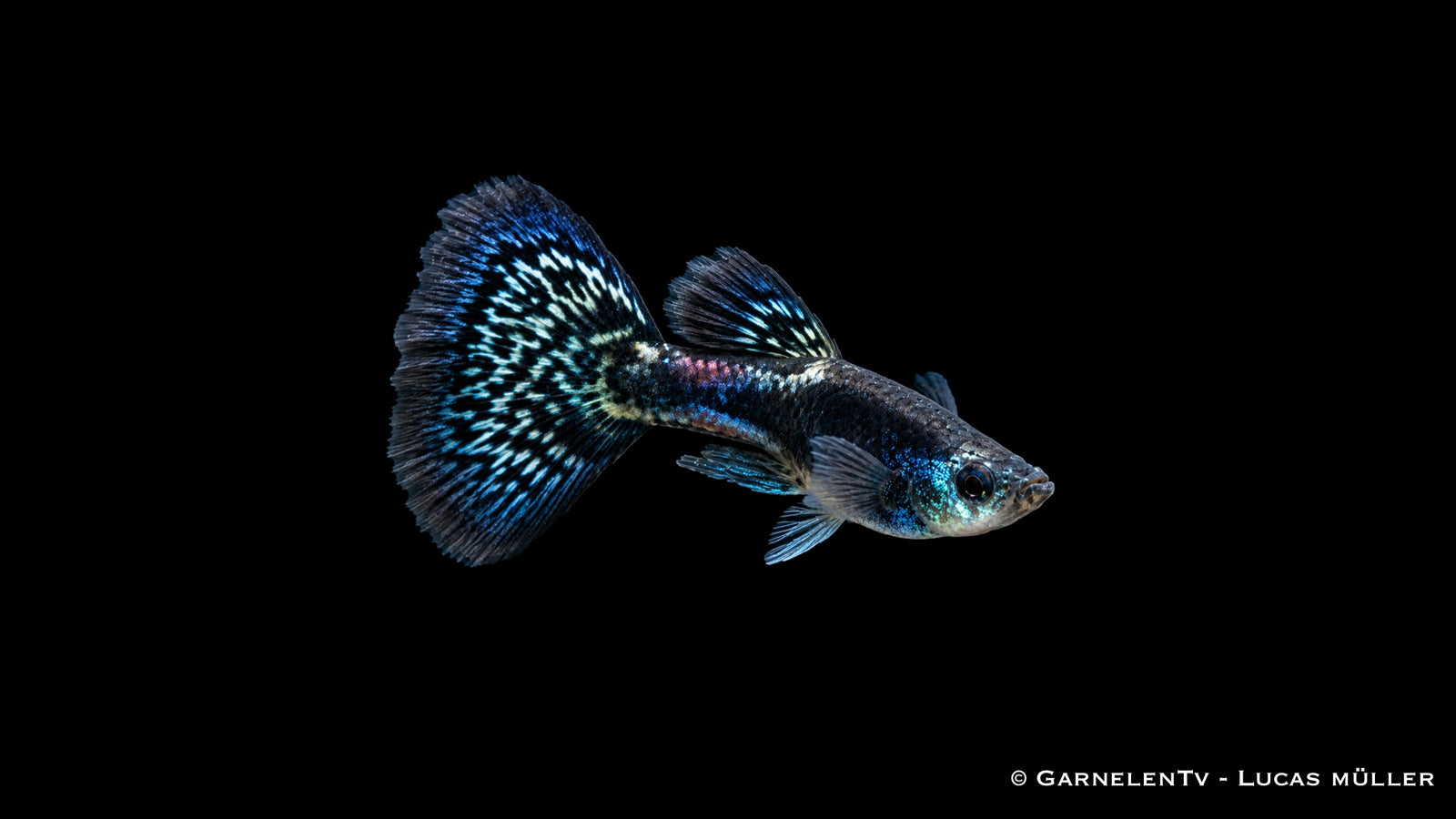 Guppy Männlich Black Metal Lace - Poecilia reticulata