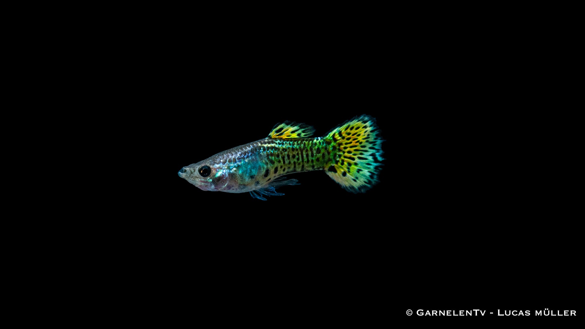 Männlicher Guppy "Cobra Green" mit grünen Farben und Mustern
