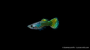 Männlicher Guppy "Cobra Green" mit grünen Farben und Mustern
