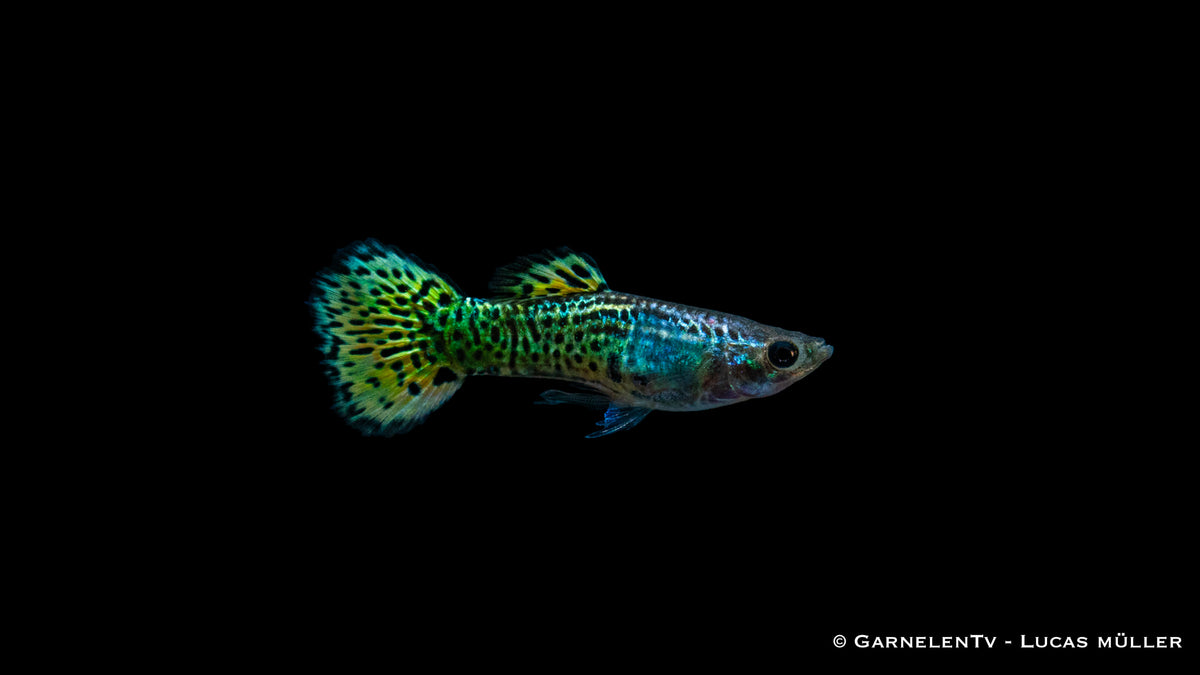 Grüne Guppy Zuchtform &quot;Cobra Green&quot; Poecilia reticulata im Aquarium