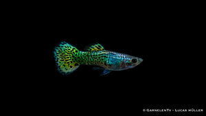 Grüne Guppy Zuchtform "Cobra Green" Poecilia reticulata im Aquarium