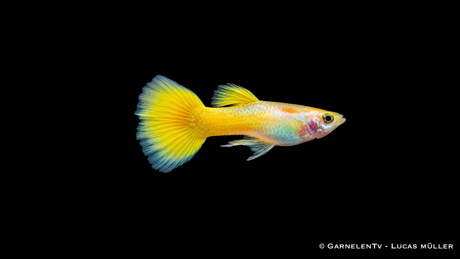 Guppy Männlich Lemon - Poecilia reticulata