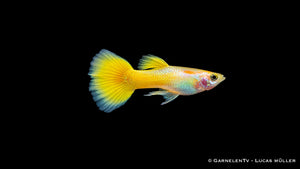 Guppy Männlich Lemon - Poecilia reticulata