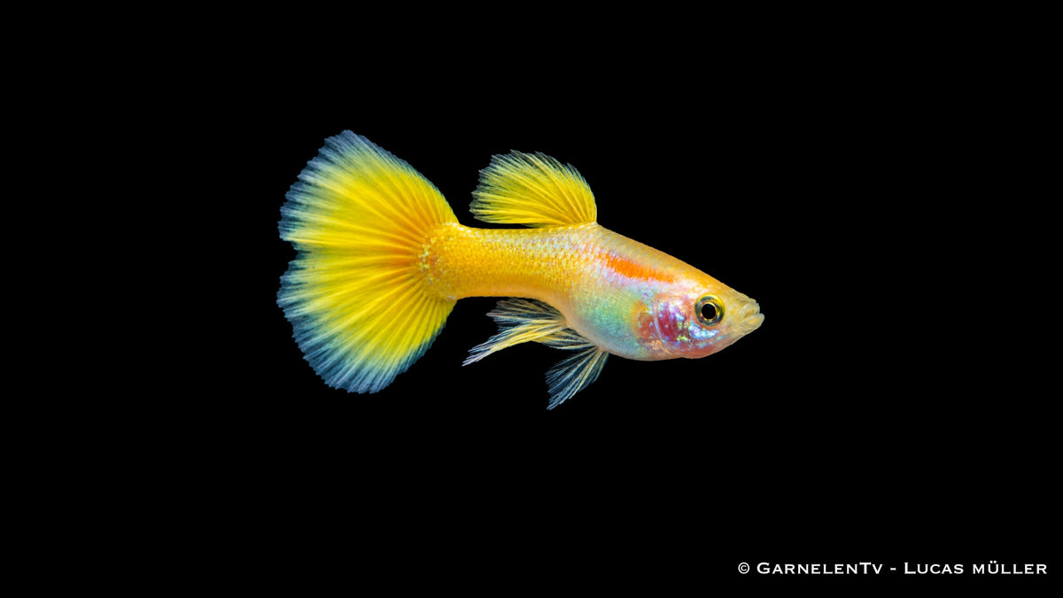 Guppy Männlich Lemon - Poecilia reticulata