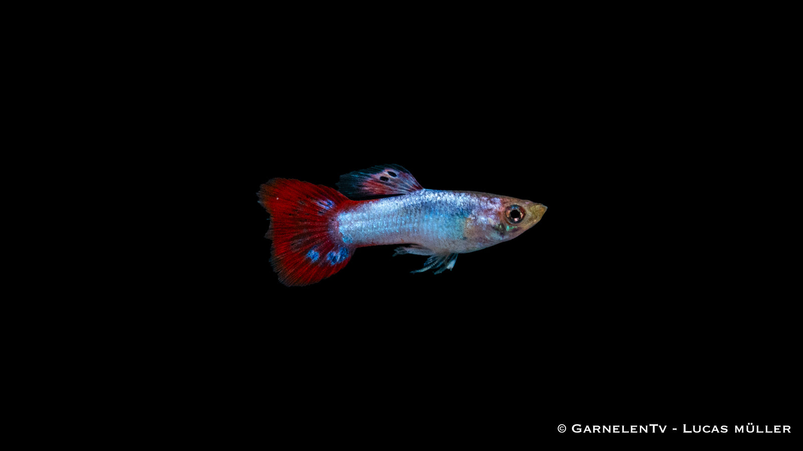 Guppy Männlich Pink – Poecilia reticulata im Aquarium
