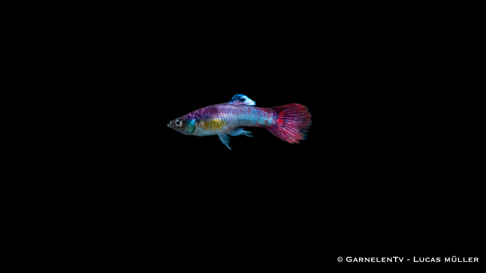 Guppy Männlich Pink – Poecilia reticulata im Aquarium